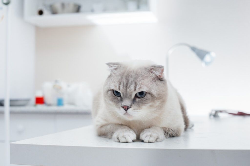 cabinet-veterinar-bucuresti-1