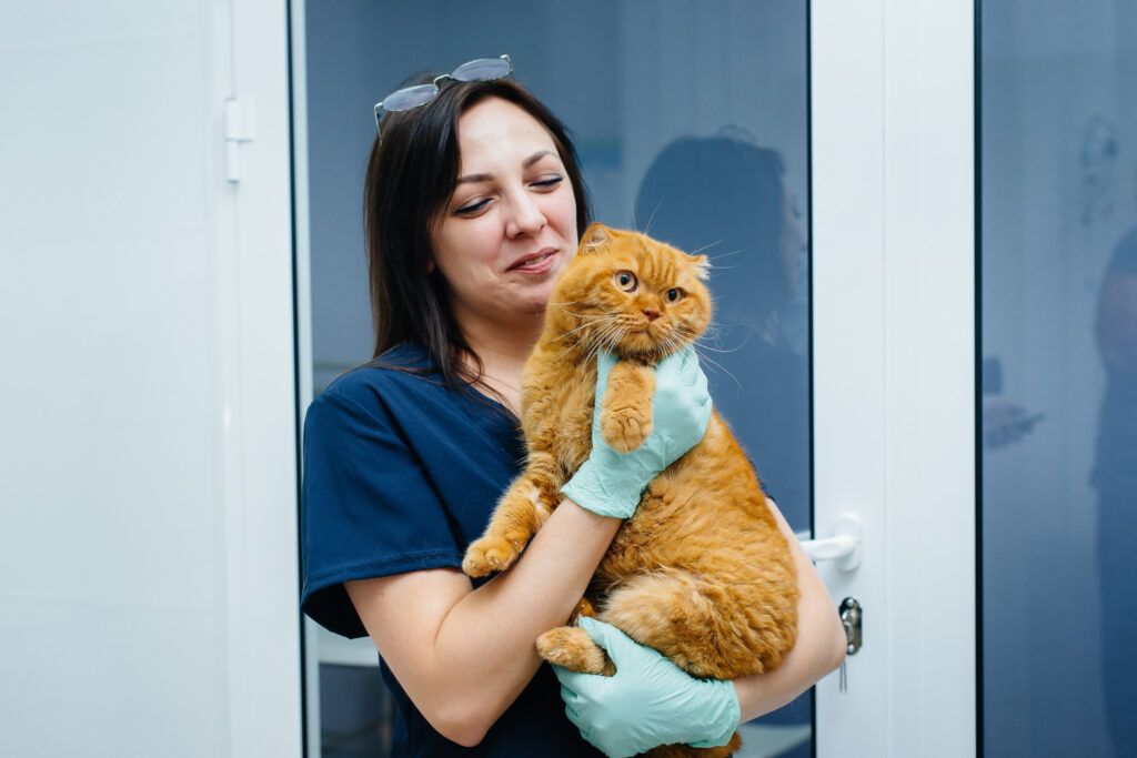 cabinet-veterinar-bucuresti