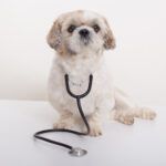 cabinet-veterinar-bucuresti-2