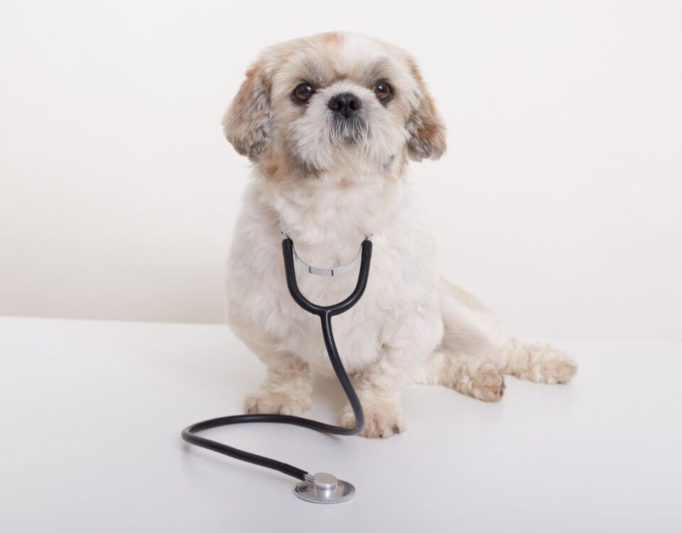 cabinet-veterinar-bucuresti-2