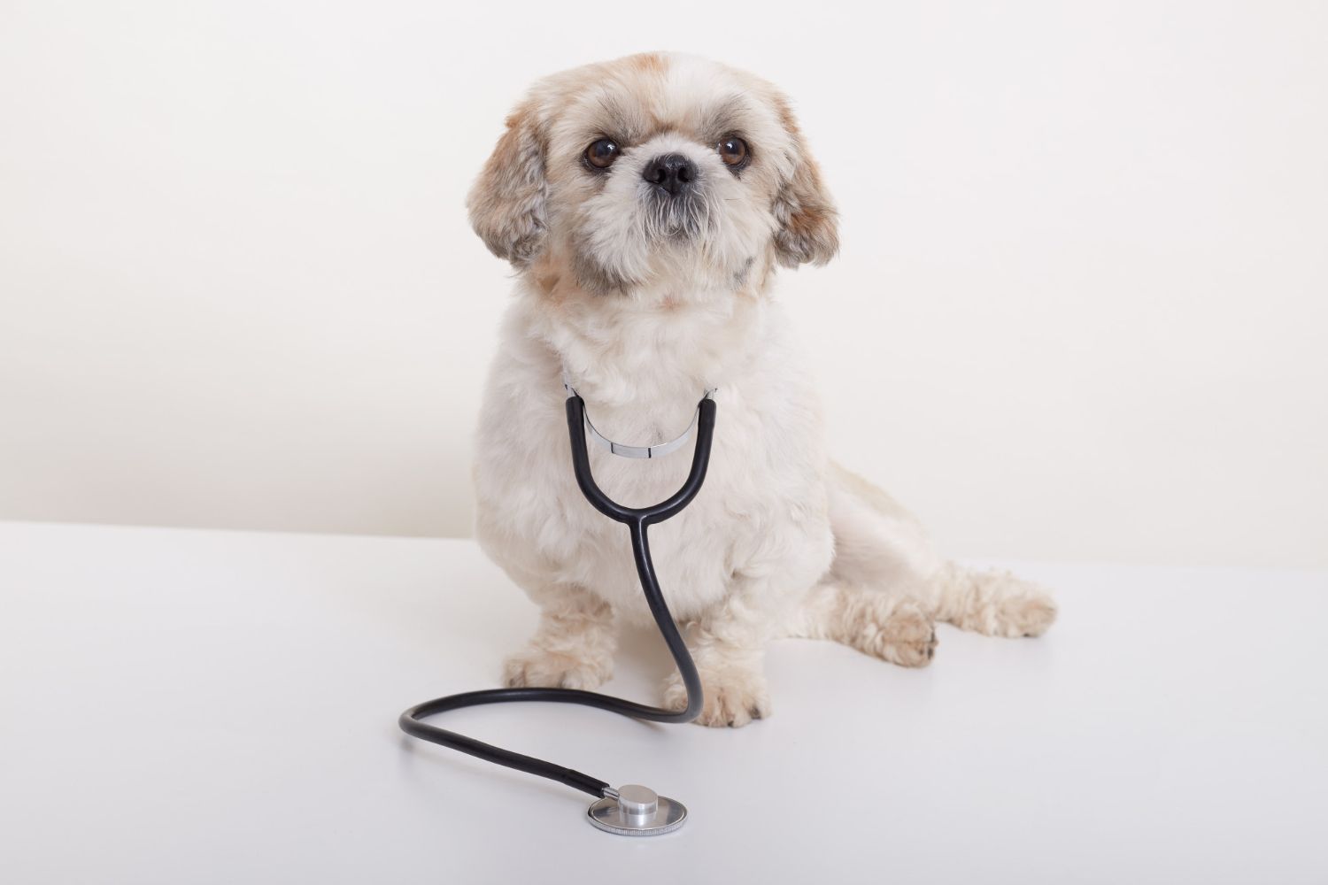 cabinet-veterinar-bucuresti-2